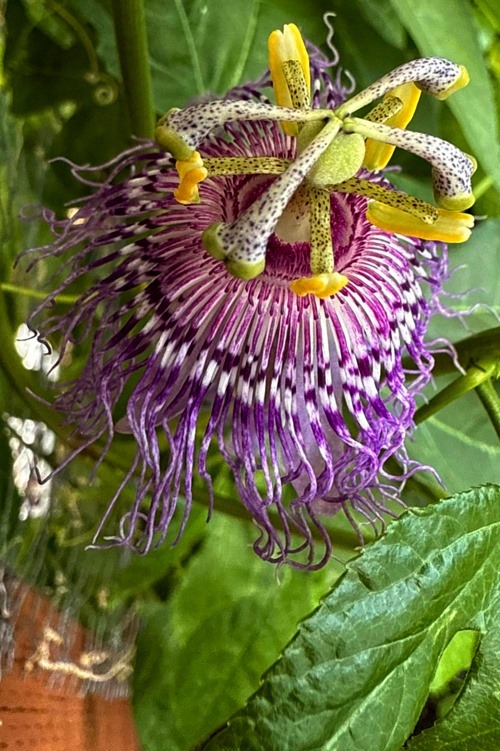 Passionflower