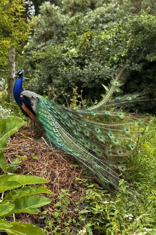 Peacock atop berm