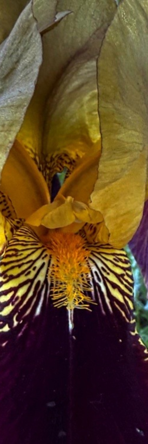 Center of a yellow-purple iris