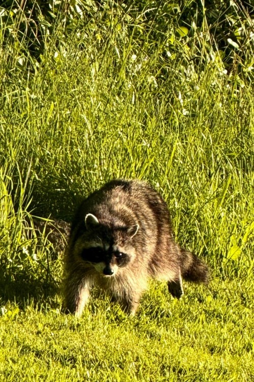 Raccoon in afternoon