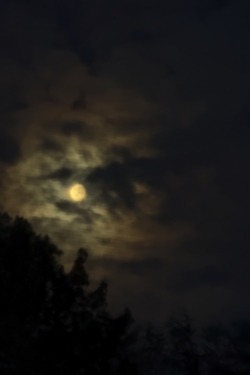 Rising moon from a backyard tent