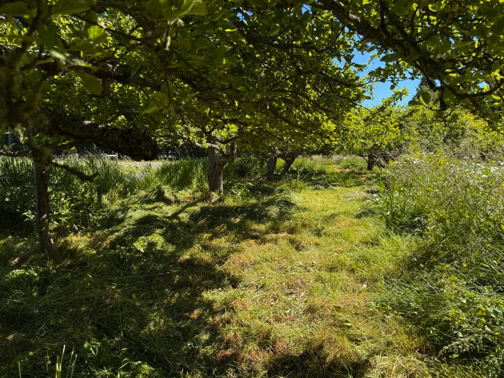 Scythed grass in orchard