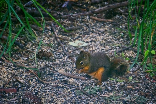 Resident squirrel finding leftover birdseed