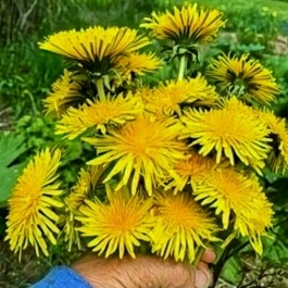 dandelion bouquet