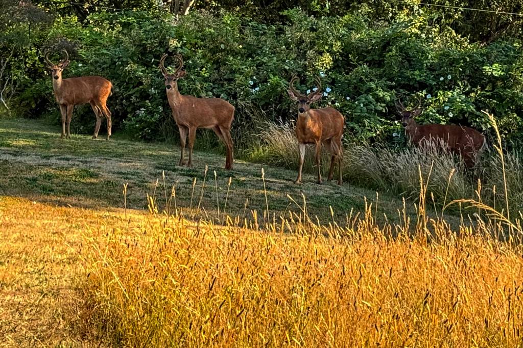 Four young bucks in the backyard