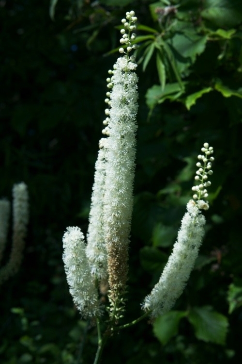 Black Cohosh