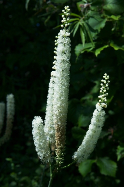 Black Cohosh Black Cohosh