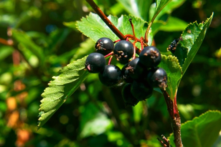 Black Hawthorn