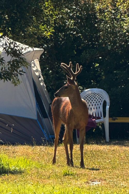 Young buck with velvet antlers by tent in the backyard