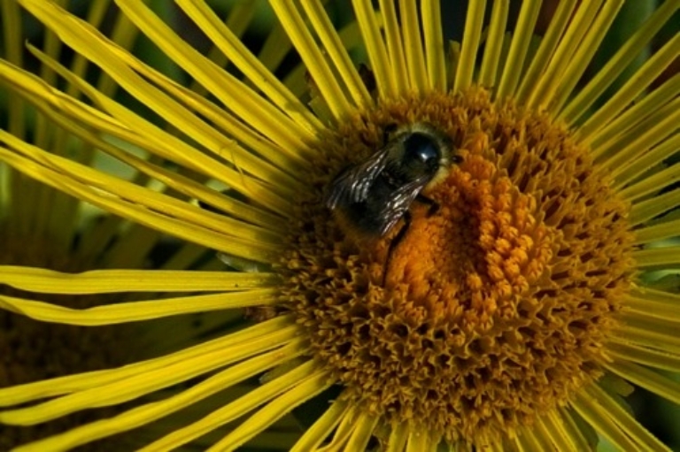 Bumblebee on Elecampane (Inula helenium)