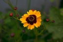 Coreopsis in August