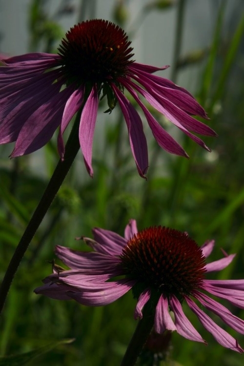 Echinacea