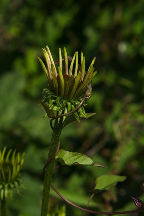 Echinacea angustifolia bud being entwined by young bindweed.