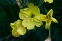 Evening Primrose flower