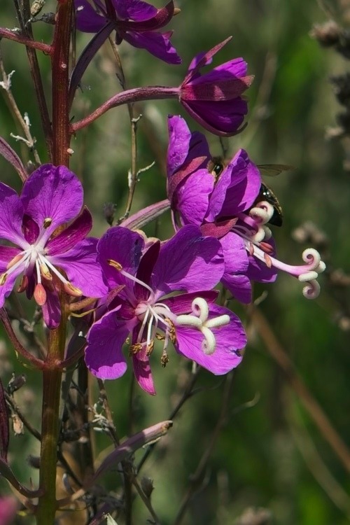Fireweed. There is a bee hiding in there. Fireweed