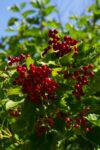 Highbush Cranberries