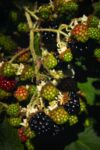 Himalayan Blackberries