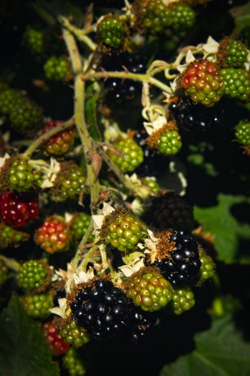 Himalayan Blackberries Himalayan Blackberries