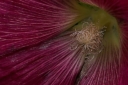 Close-up of the center of a hollyhock