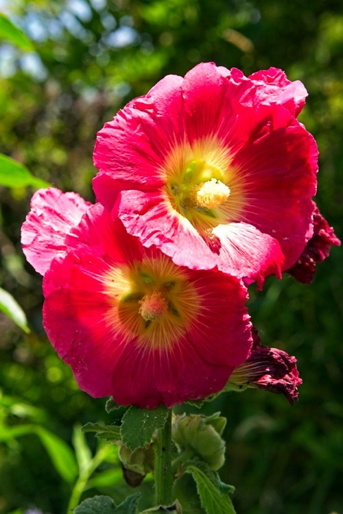 Hollyhock New Hollyhocks!