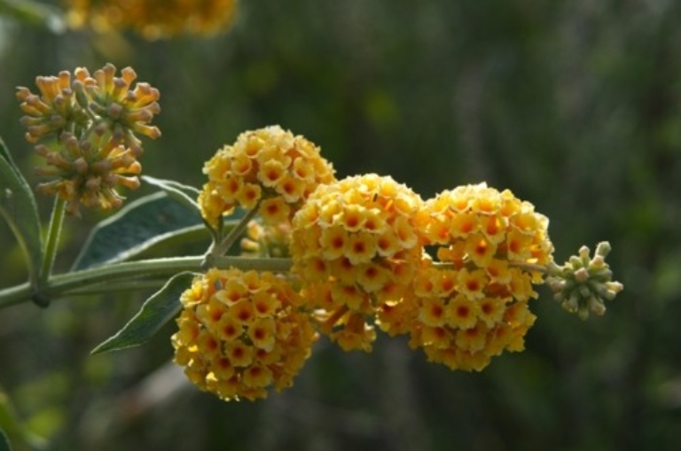Honeycomb butterfly bush (Buddleia wyeriana)