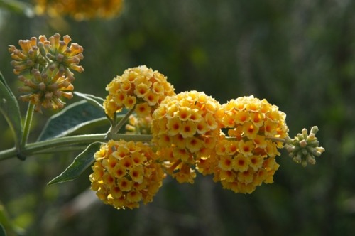 Honeycomb butterfly bush Honeycomb butterfly bush (Buddleia wyeriana)