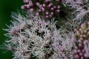 Joe-Pye Weed flower