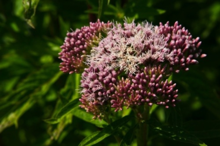 Joe Pye Weed, aka Hemp Agrimony