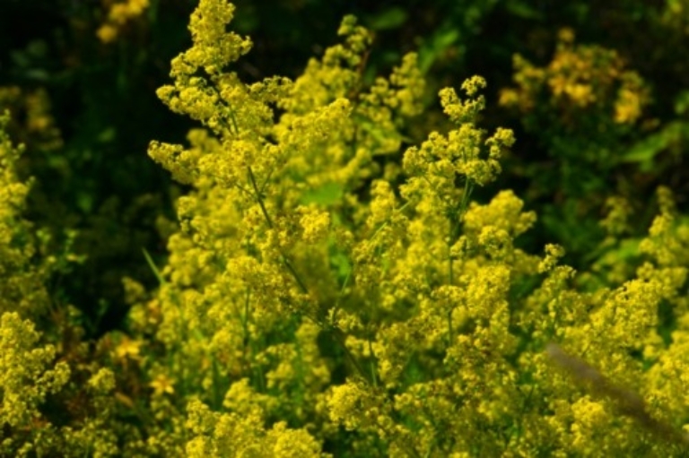 Lady's Bedstraw (Galium verum)