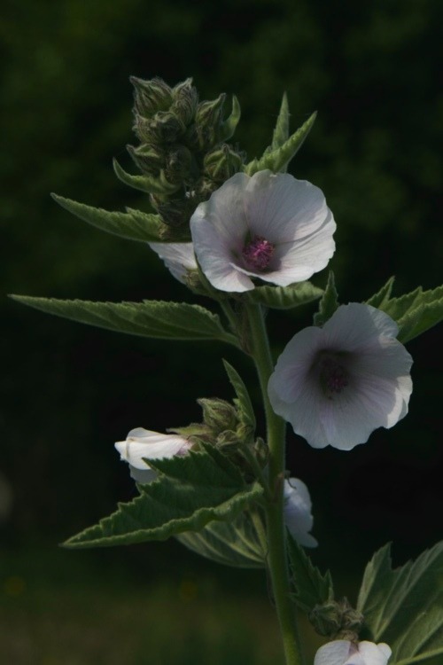 Marshmallow Marshmallow