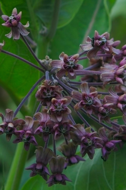 Milkweed Milkweed