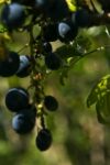 Oregon Grape