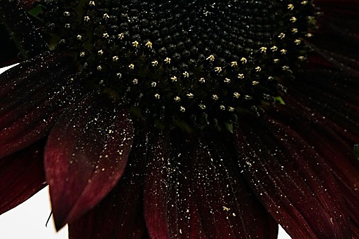 Pollen dust on crimson sunflower calls "Come to me..."