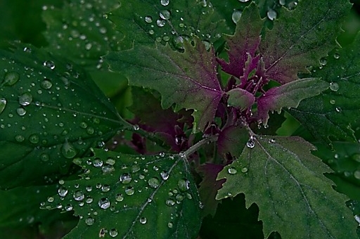 Purple Goosefoot after August rain