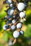 Red Flowering Currant