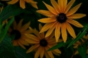 Black-eyed Susan, Rudbeckia