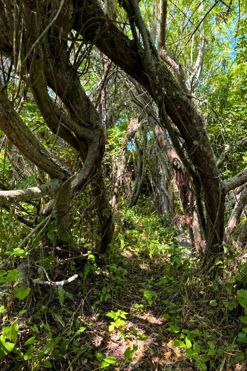 Willow Room in July. The willows have been a great buffer to the westerly winds