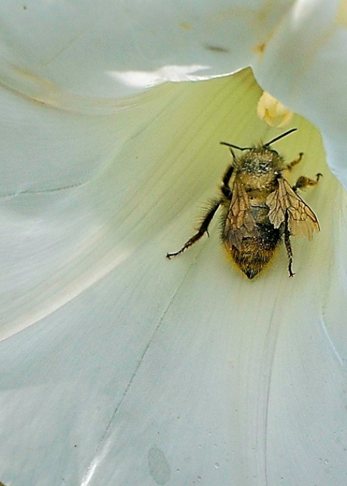 Bee with ragged wings in bindweed flower