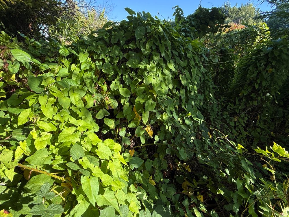 Bindweed Blanket over Blackberries