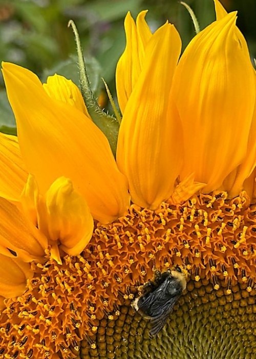 Bumblebee on sunflower