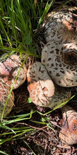 Chlorophyllum sp. fungi growing in backyard, woodsy area near cedars and firs.