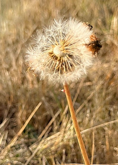 Dandelion Wishes