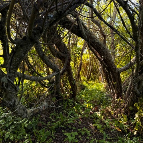 The Willow Room on the Fall Equinox, the tipping point