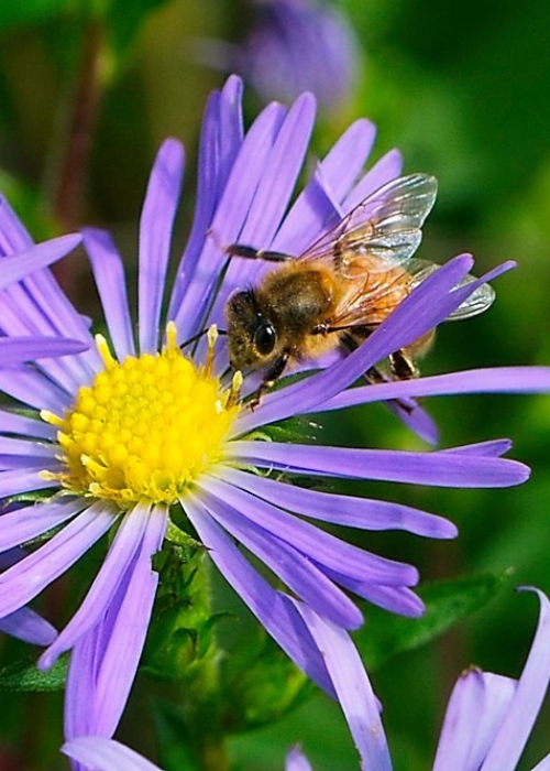 Honey bee on aster