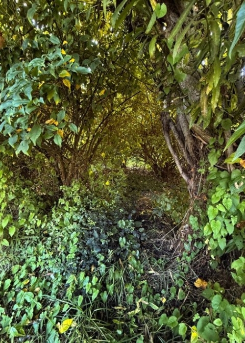 Shrub-lined portal through the garden to?