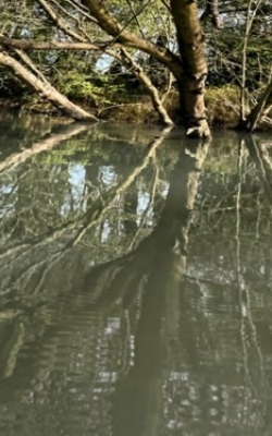 Reflections of trees near the mouth of the Dungeness River