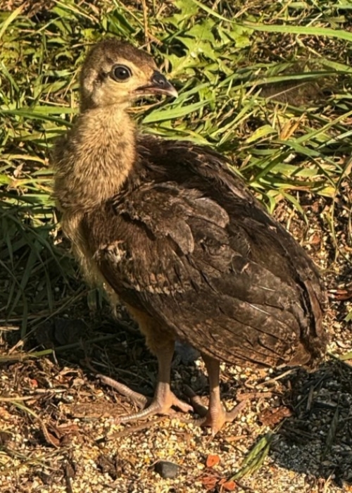 Sept 03_Young peachick2 has strong wings