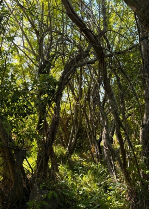 Willow room path in late Sept