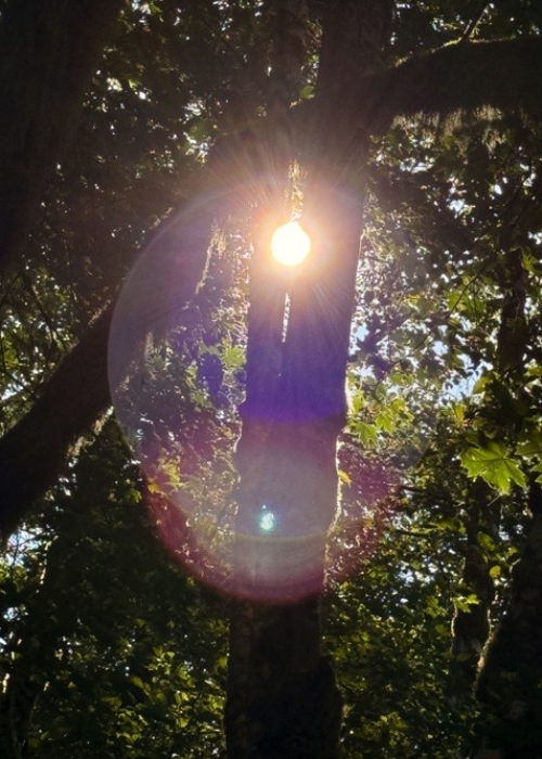 September light through the trees is magical