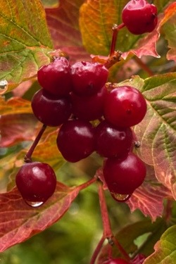 American Highbush Cranberry in autumn splendor